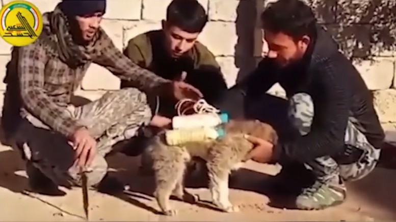 ISIS now strapping bombs to puppies